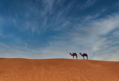 Two camels on a sand dune under the blue sky