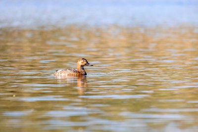 Duck swimming in lake