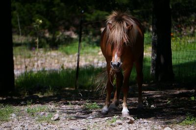 Horse standing on field