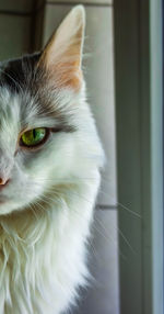 Close-up of cat looking away