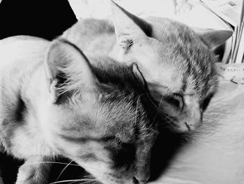 Close-up of dog sleeping