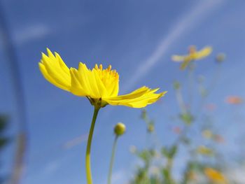 Close-up of yellow flower blooming against sky