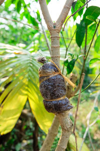 Close-up of snail on tree