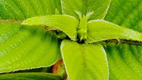 Close-up of green leaf on plant