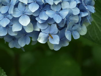 Close-up of purple hydrangea flowers