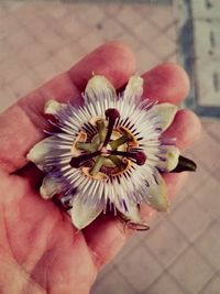 Close-up of cropped hand holding white flower