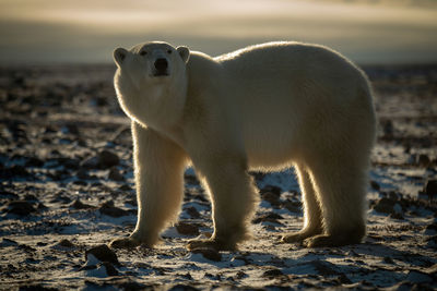 Backlit polar bear stands with head up