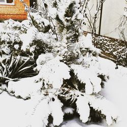 Trees on snow covered field