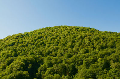 Scenic view of forest against clear sky