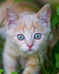 Close-up portrait of a cat green eye