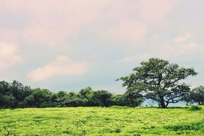 Scenic view of field against sky