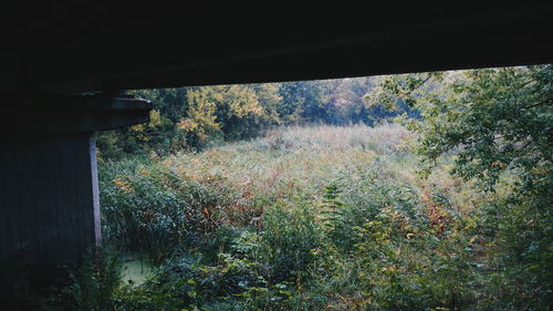 Plants growing on field