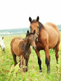 Horses on green field