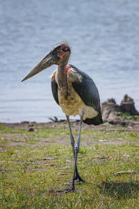 Bird at lakeshore