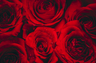 Full frame shot of red roses