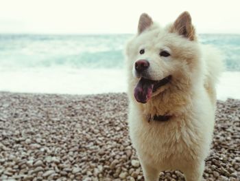 Close-up of dog standing on beach