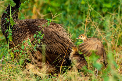 Ducks in a forest