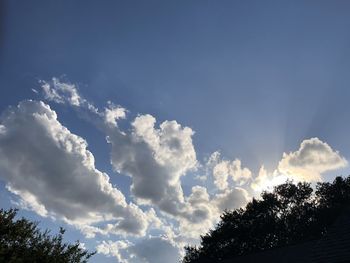 Low angle view of tree against sky