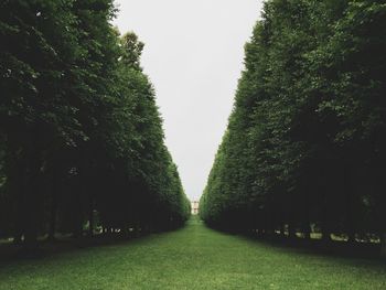 Footpath amidst trees