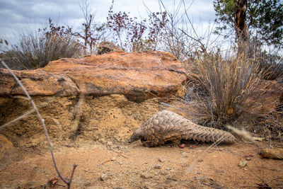 View of lizard on land