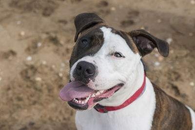 Close-up of dog looking away