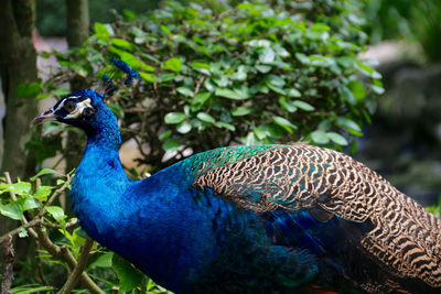 Proud peacock with colourful feathers