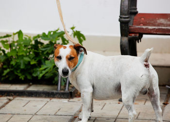 Portrait of dog standing outdoors