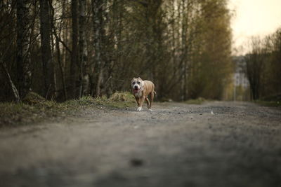 Dog running on road amidst trees