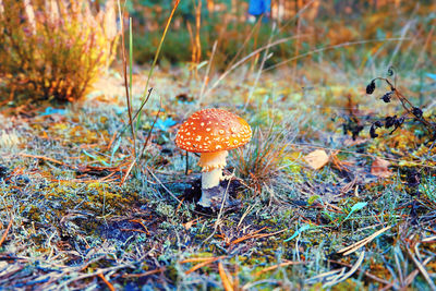 Close-up of mushroom growing on field