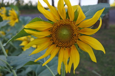 Close-up of sunflower