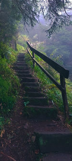 Wooden footbridge amidst trees in forest