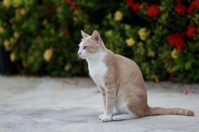 Full body of thai domestic cat standing outdoor