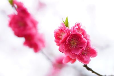 Close-up of pink flowers