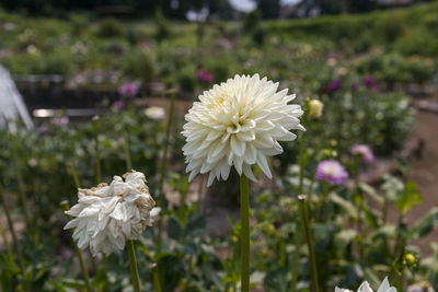 Close-up of white flowering plant