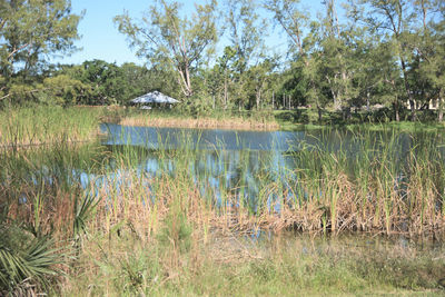 High angle view of gray heron flying over lake