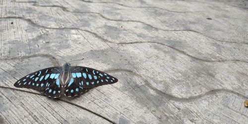 High angle view of butterfly on ground