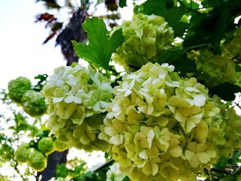Close-up of white flowering plant