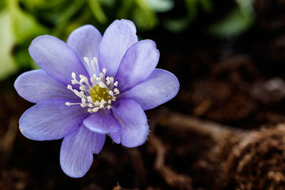 Close-up of purple flowering plant