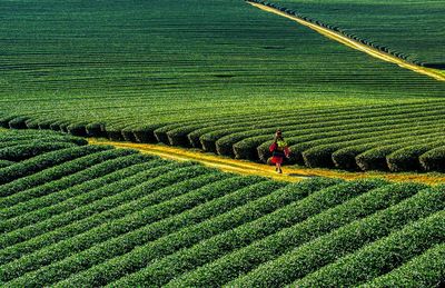 Woman walking on footpath amidst agricultural field