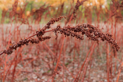 Close-up of dry plant on field