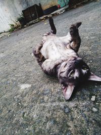 High angle view of cat sleeping