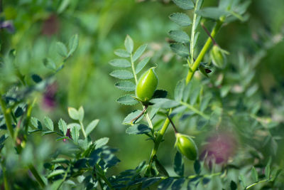 Chickpeas pod with green young plants in the field