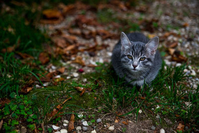 Portrait of cat on field