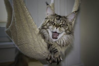Close-up of a cat yawning