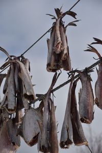 Low angle view of animal skull hanging against sky