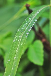 Close-up of water drops on leaf