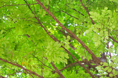 Low angle view of tree leaves