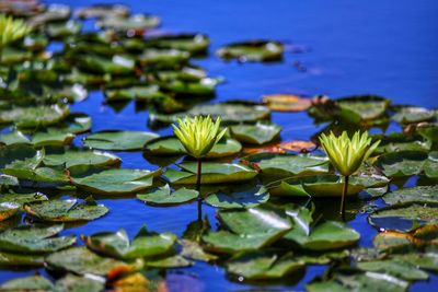 Close-up of lotus water lily in lake