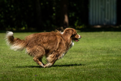 Dog running on grassy field