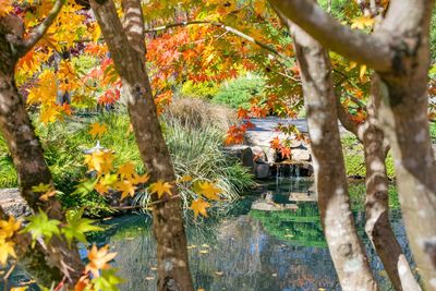 Trees in park during autumn